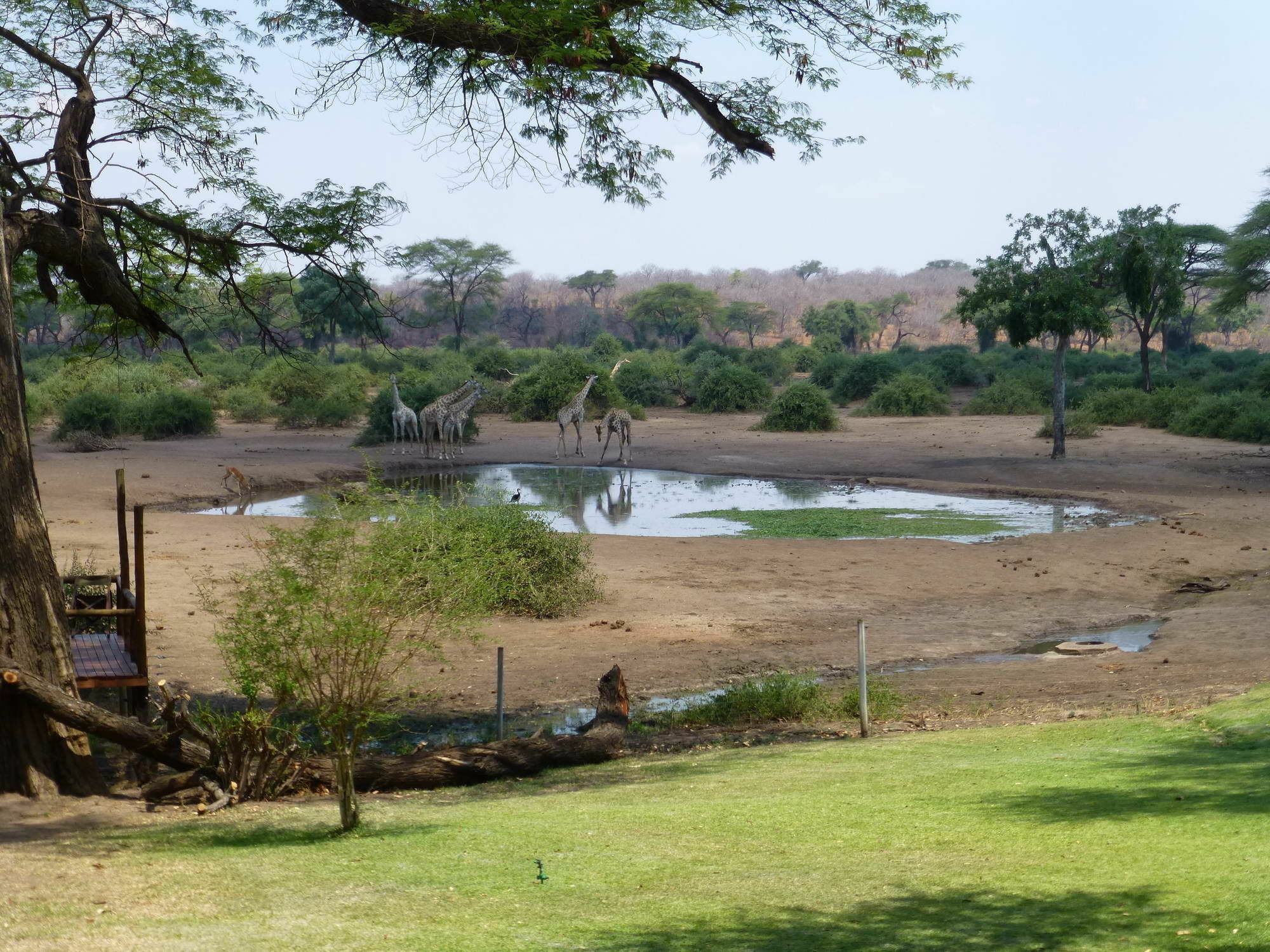 Elephant Valley Lodge Kasane Bagian luar foto